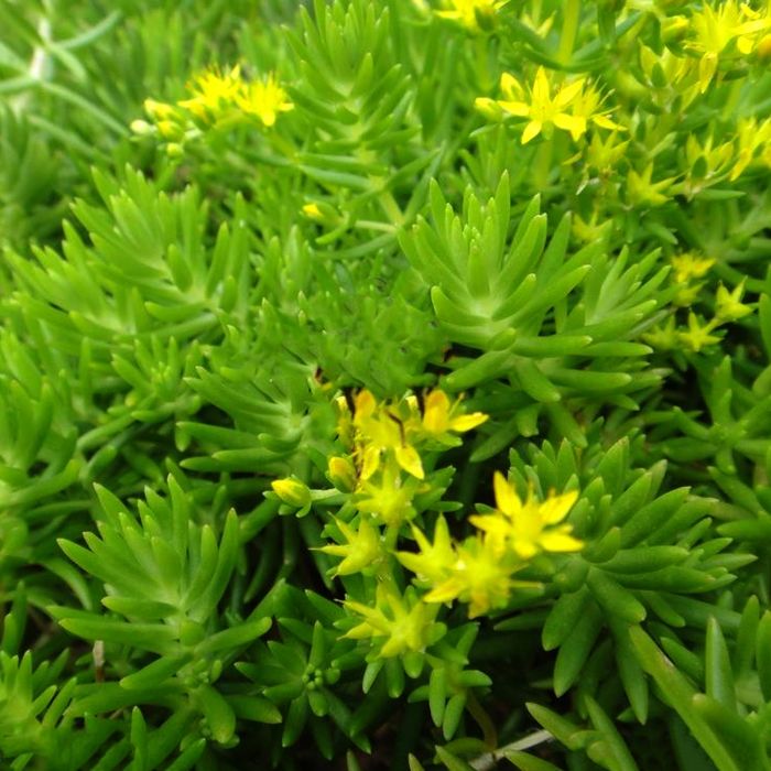 隱匿景天 隱匿景天