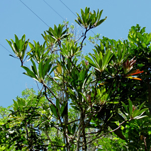 Tapeinosperma laeve