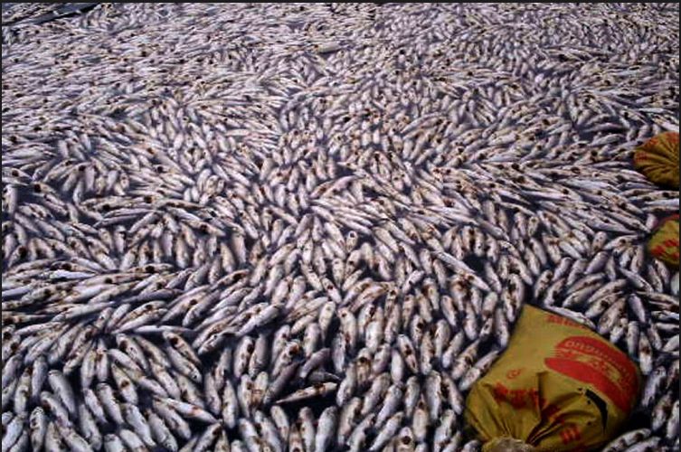 大量魚類死亡