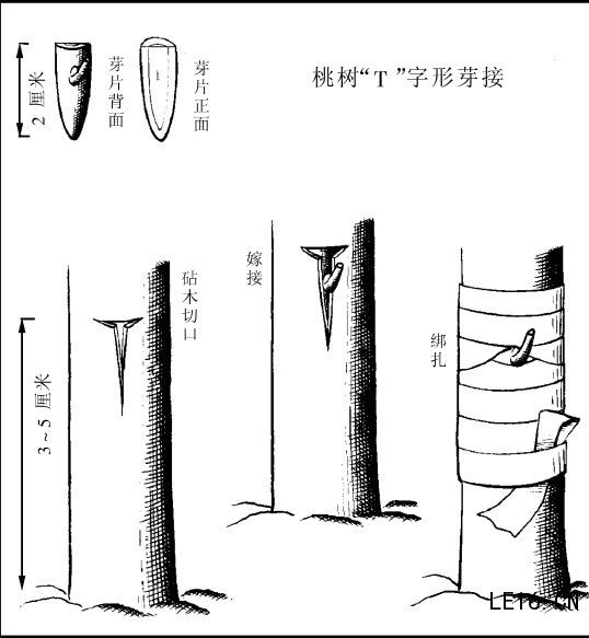 桃樹嫁接 桃樹嫁接