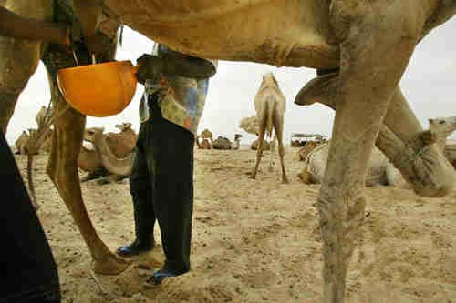 駱駝奶採集過程