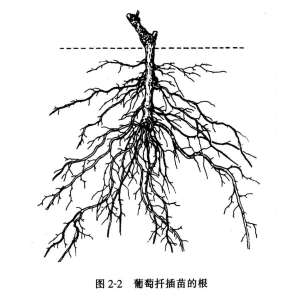葡萄(Vitis vinifera)