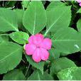鳳仙花科 鳳仙花科