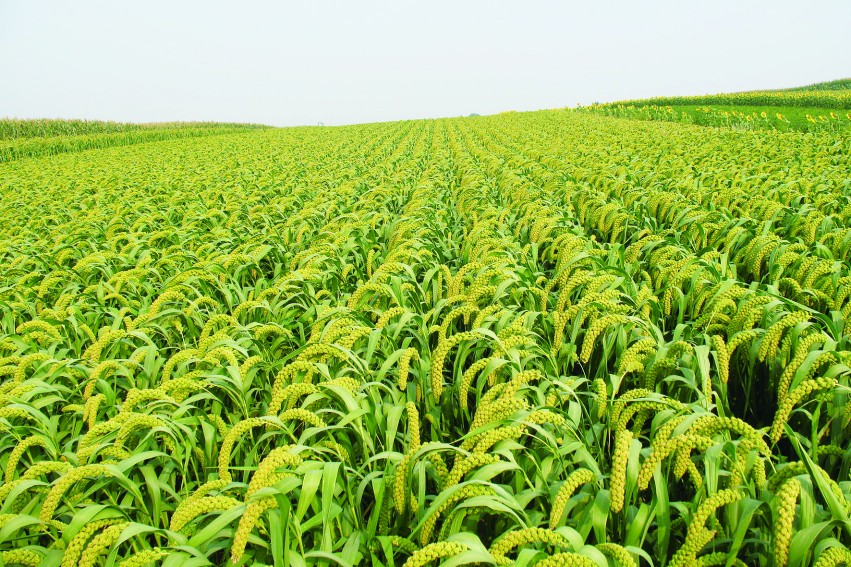 朝陽縣農產品安全生產示範區穀子