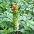 疏毛魔芋 疏毛魔芋