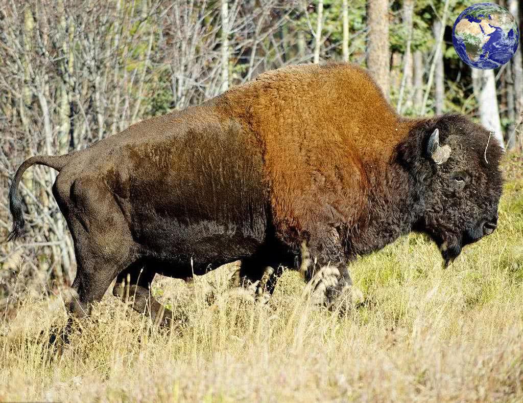 美洲野牛——體重兩千斤時速六十千米，奔跑起來像一列火車