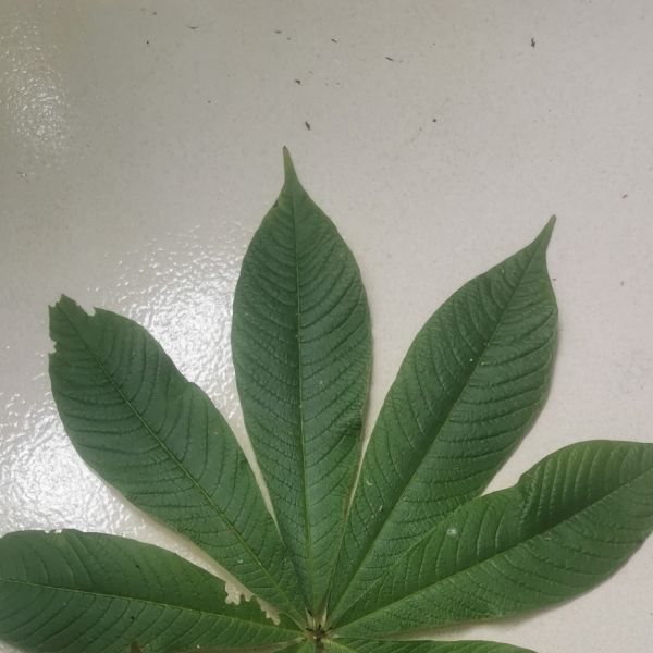Cleome gigantea