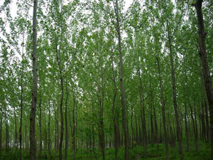 林業綠化