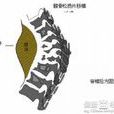 龜背炎 龜背炎