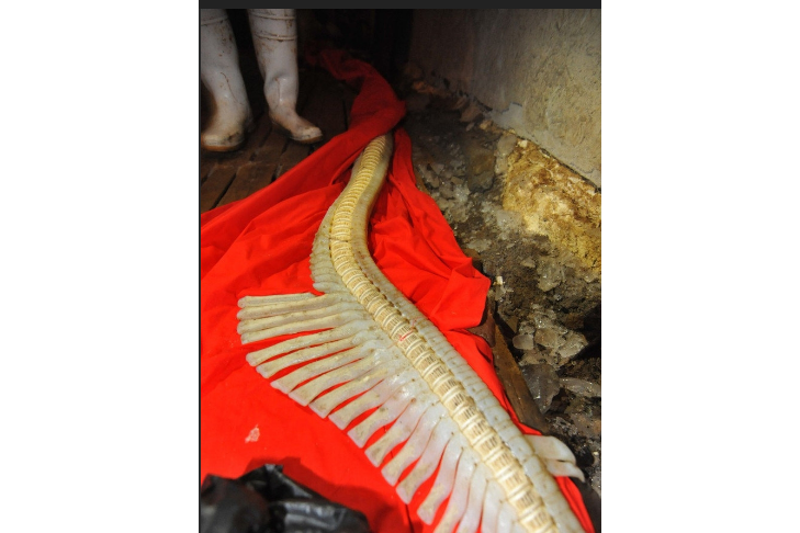 粗吻海龍魚 粗吻海龍魚