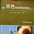 果苔蟎 果苔蟎