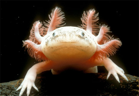 墨西哥蠑螈 Mexican Axolotl