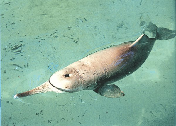 銅陵淡水豚保護區