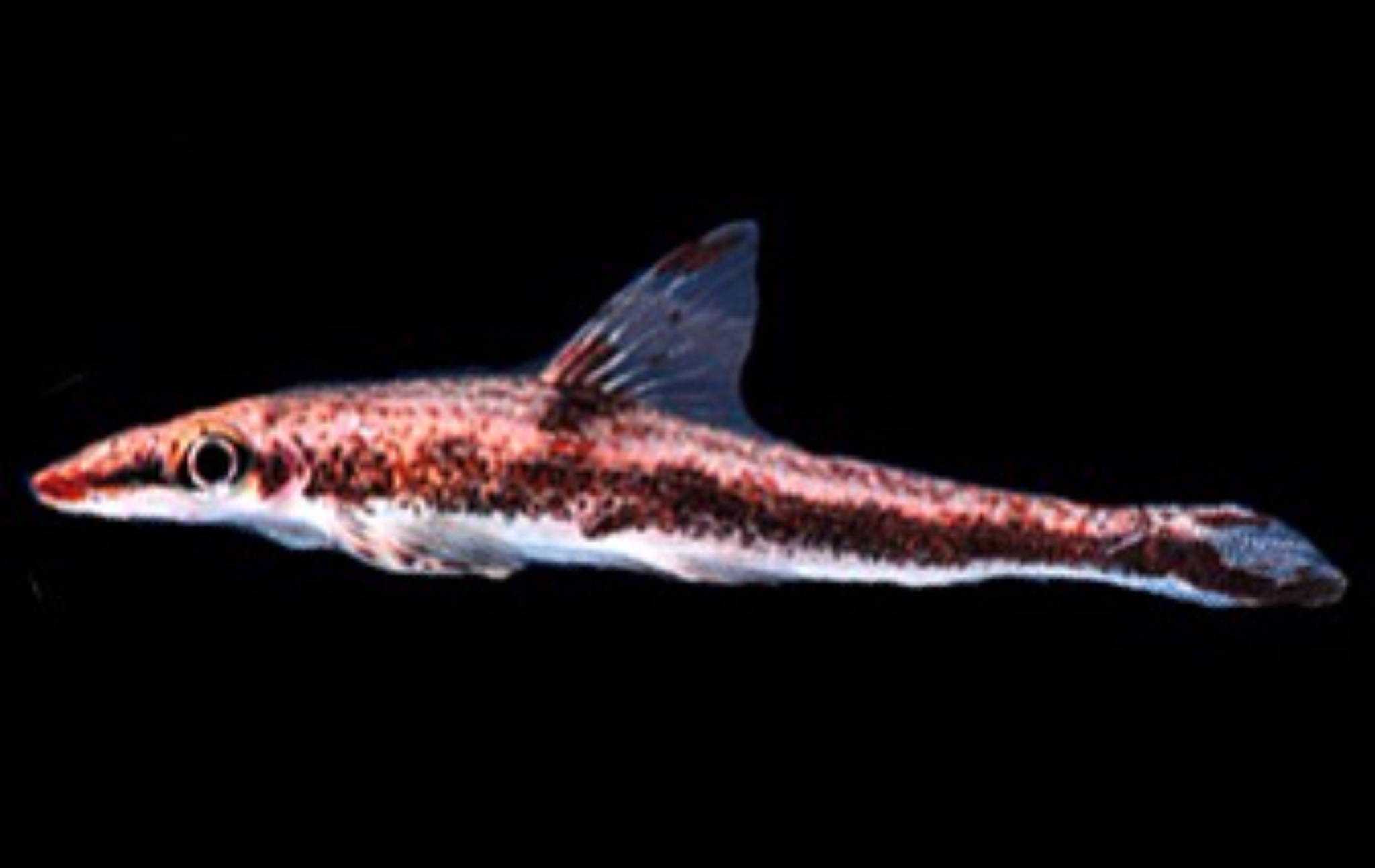 裸吻魚 Psilorhynchus sucatio