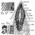牙本質小管 牙本質小管