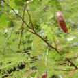 兒茶(CATECHU) 兒茶(CATECHU)