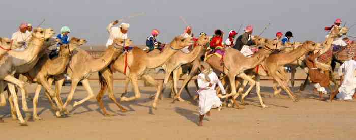 科威特駱駝賽