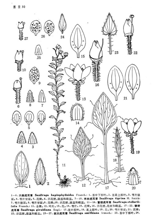 六痂虎耳草 六痂虎耳草