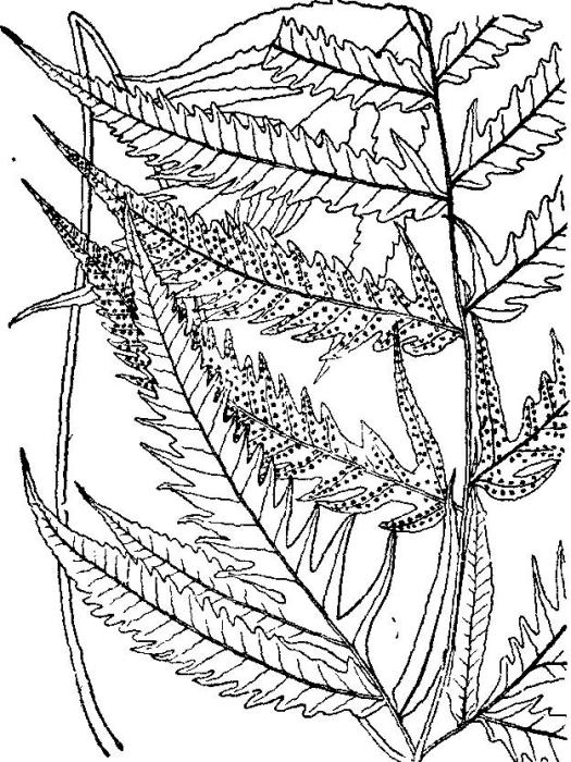 條裂三叉蕨 條裂三叉蕨