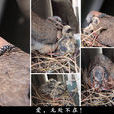 烏鳥私情 烏鳥私情