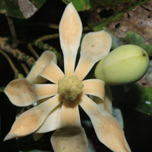 Magnolia santanderiana