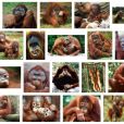 猩猩屬(orangutan)