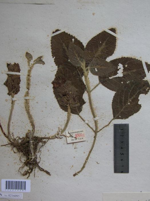 抽葶錐花 抽葶錐花