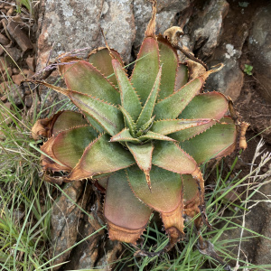 刺蘆薈