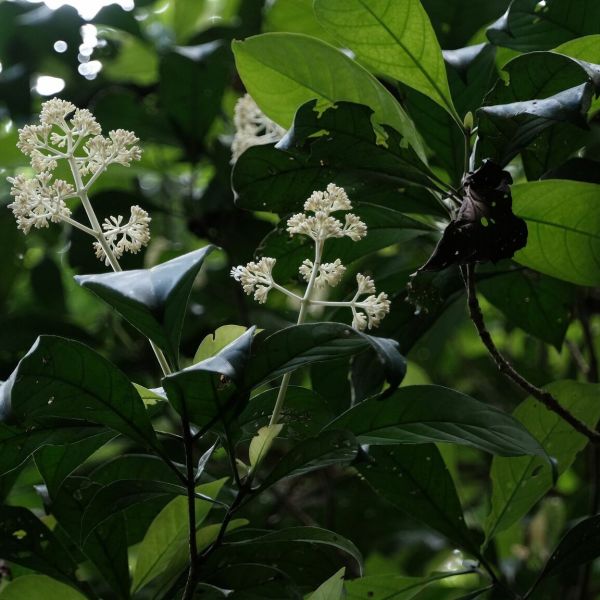 Psychotria guianensis
