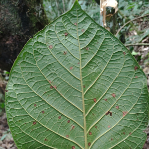 Ficus cuatrecasasiana