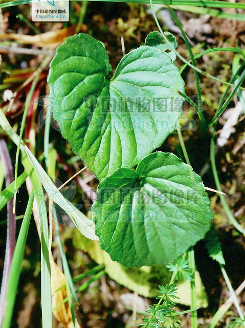灰葉堇菜 灰葉堇菜