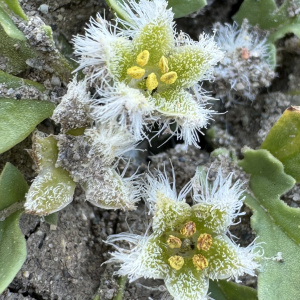 Jaborosa chubutensis