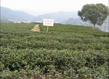 松羅鄉茶葉種植