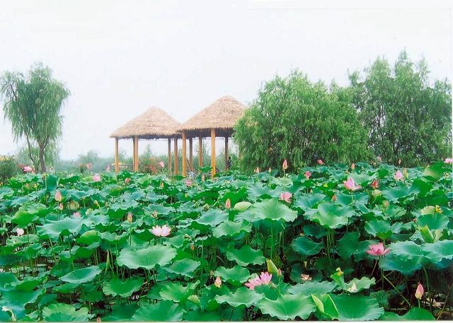 揚州射陽湖省級濕地公園