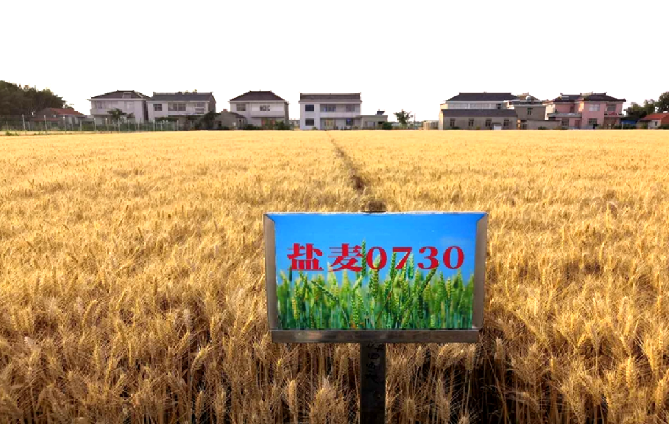 鹽麥1號 鹽麥1號