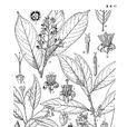 雙齒山茉莉 雙齒山茉莉