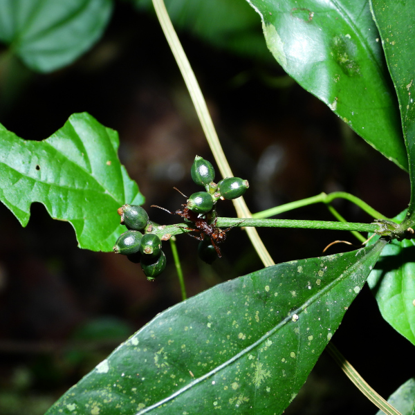 Psychotria perferruginea