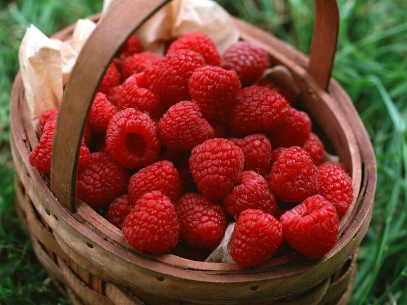 東陵紅樹莓