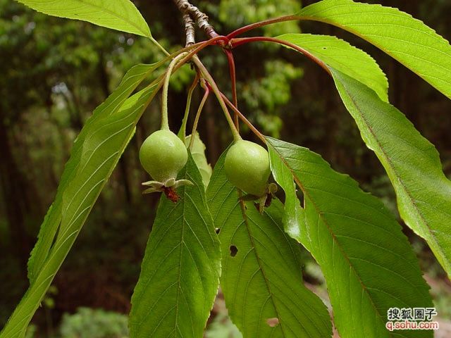 喜鹼植被 喜鹼植被