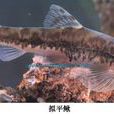 擬平鰍屬 擬平鰍屬