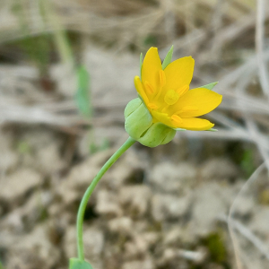 Blackstonia imperfoliata