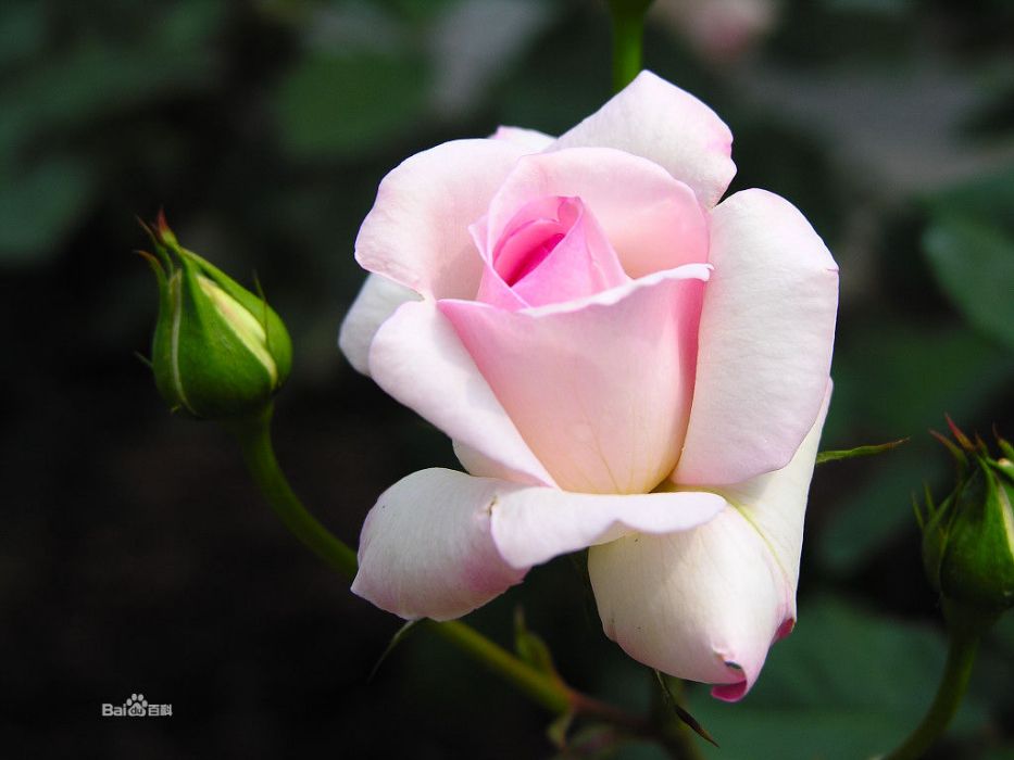 多腺小葉薔薇 多腺小葉薔薇