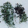 小薄荷 小薄荷