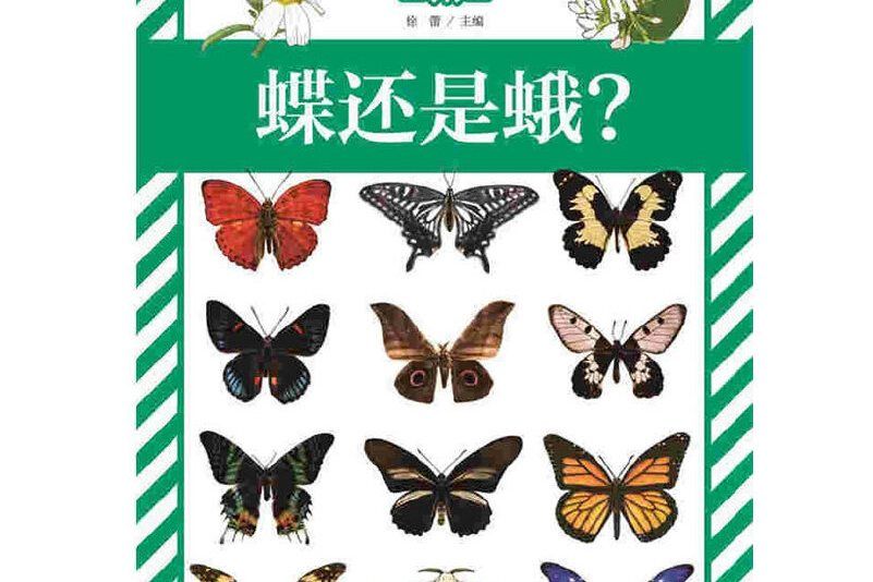 蝶還是蛾? 蝶還是蛾?