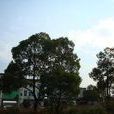 八口塘村 八口塘村