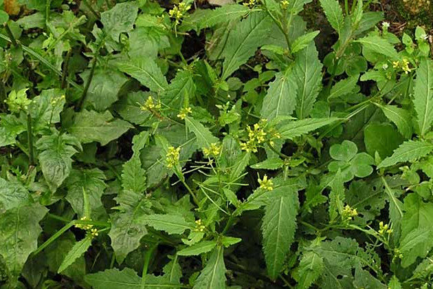 沼澤蔊菜 沼澤蔊菜