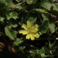 矮小稻槎菜 矮小稻槎菜