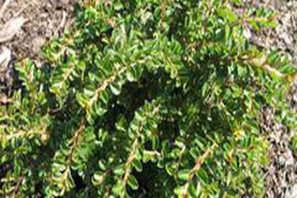 Cotoneaster adpressus \x27Little Gem\x27
