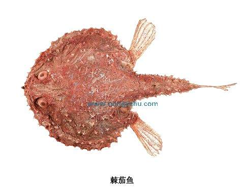 棘茄魚屬 棘茄魚屬