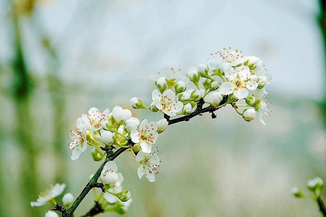 孀淚花 孀淚花